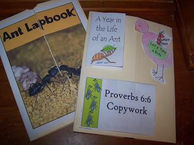 Our Ant Unit Study - Artful Homemaking