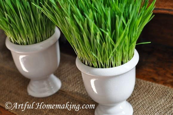 Growing Wheat Grass {For Decoration}