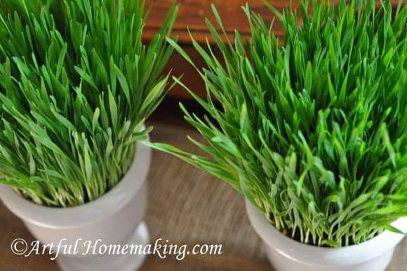 Grow a Wheat Grass Centerpiece for Easter: An Easy Spring Decorating Idea &  Fun Craft for Kids, DIY