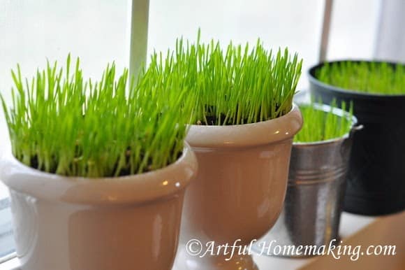 wheat grass decoration