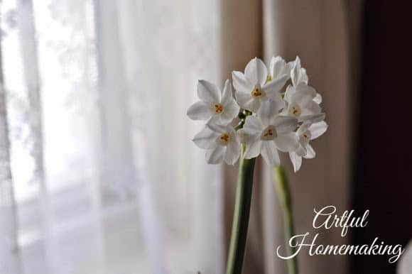 white narcissus bulb flowers next to a white lace curtain