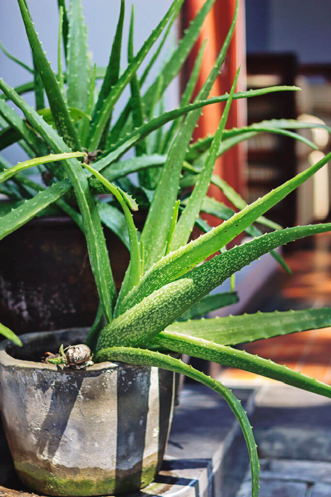 aloe vera plant