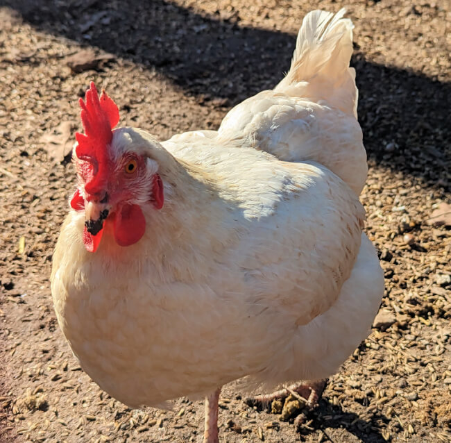 best chicken for eggs