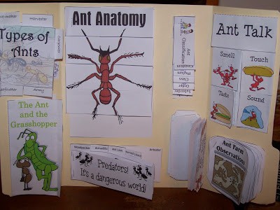 homeschool ant unit study