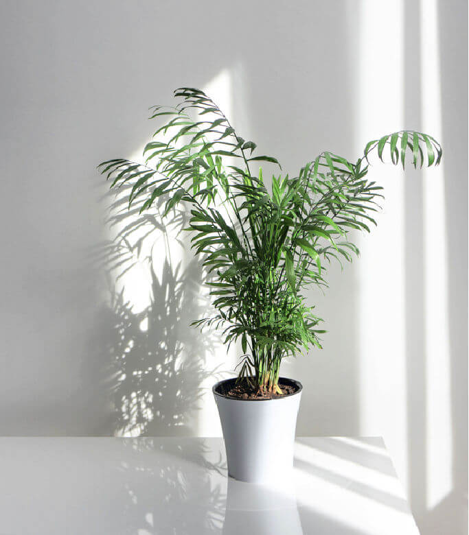 air purifier areca palm plant