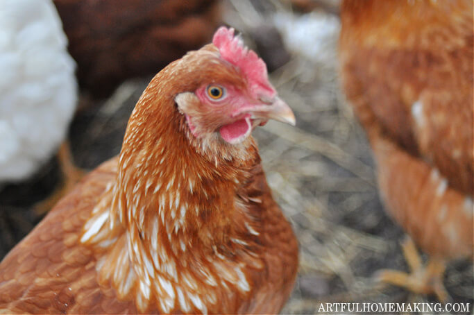 red chicken in chicken run