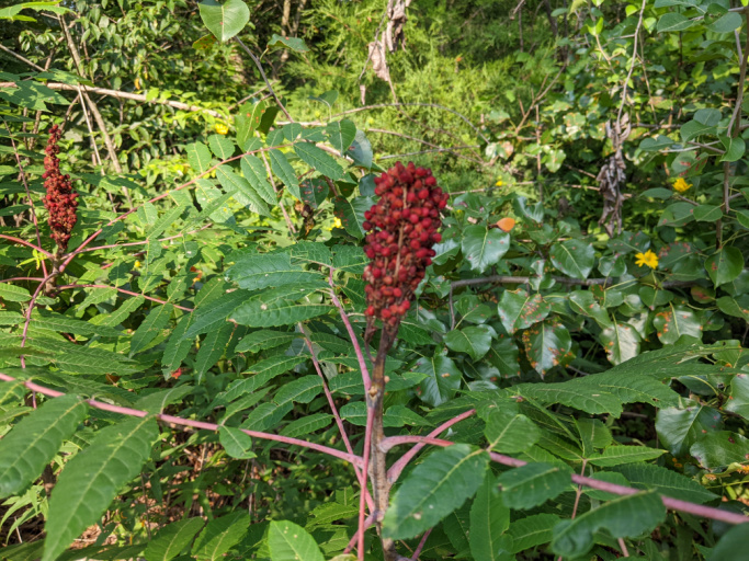 ripe berries of a sumac plant