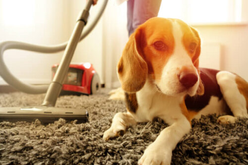 baking soda for pet carpet smells