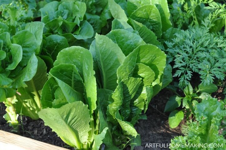 gardening for beginners