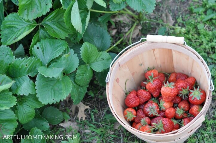 gardening for beginners strawberries