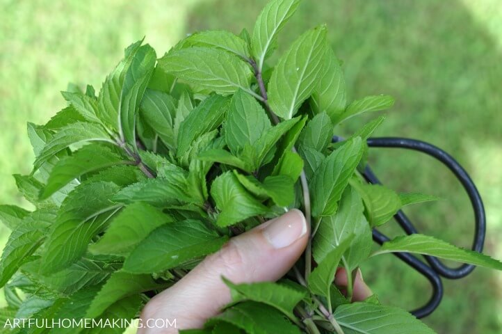 picking mint leaves