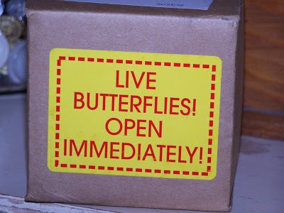 butterfly homeschool unit study