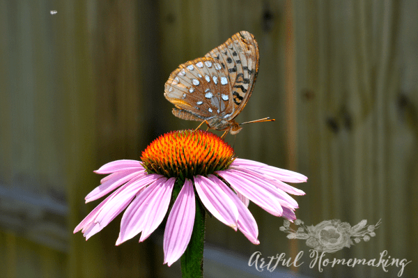 echinacea with butterfly