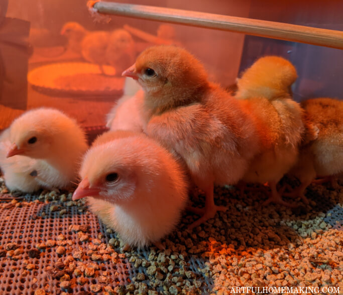 backyard chicks in brooder