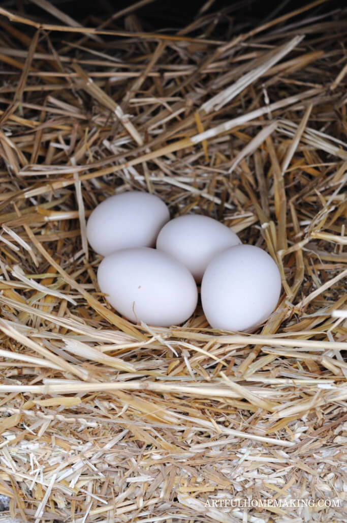 backyard chicken eggs