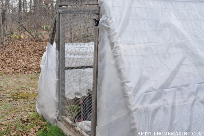 winterized chicken tractor