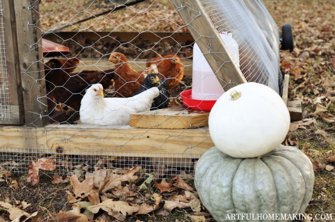 chickens in fall