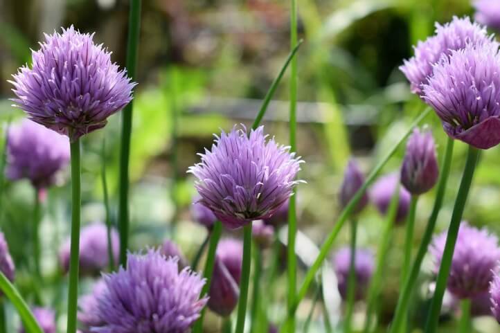 chives flowering