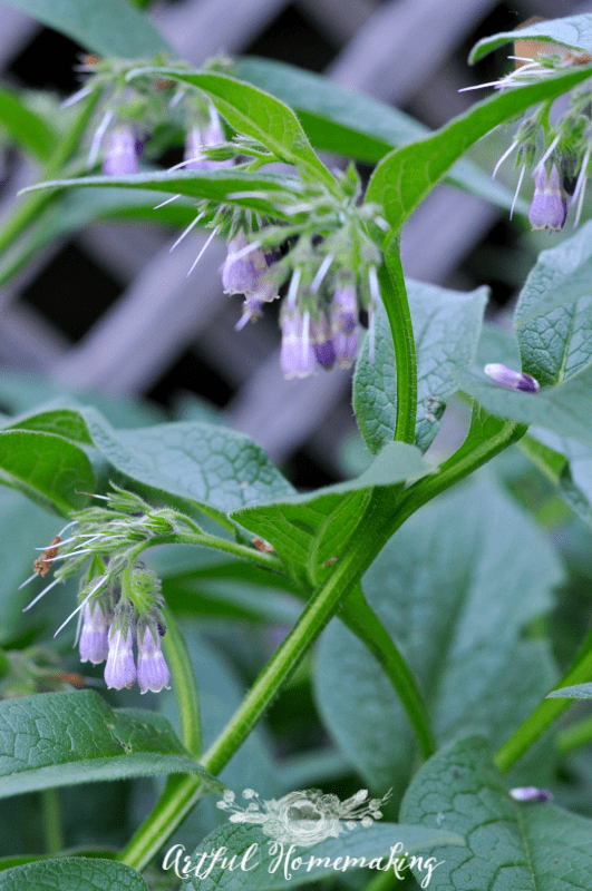comfrey plant used to make salve