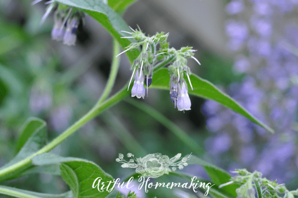 comfrey plant