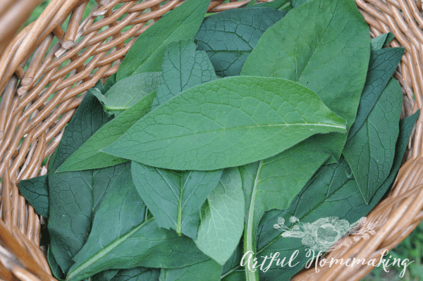 comfrey leaves