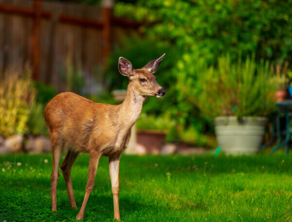 keeping deer away with coffee grounds
