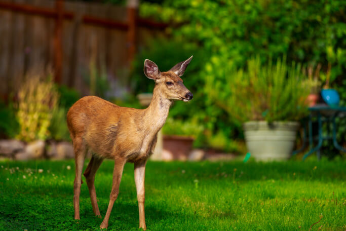 keeping deer away with coffee grounds