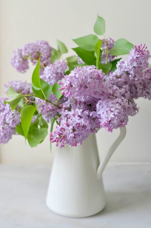 A white pitcher filled with purple lilacs.