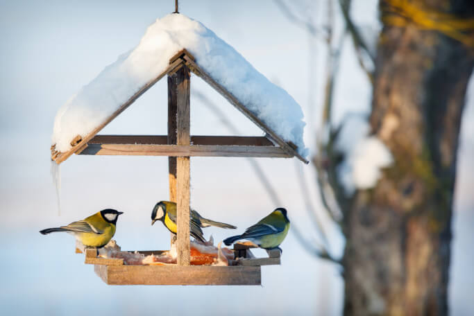 feeding birds at wintertime