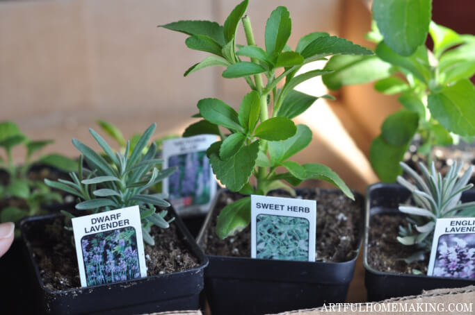 plant starts to plant in garden