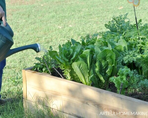 Gardening for Beginners