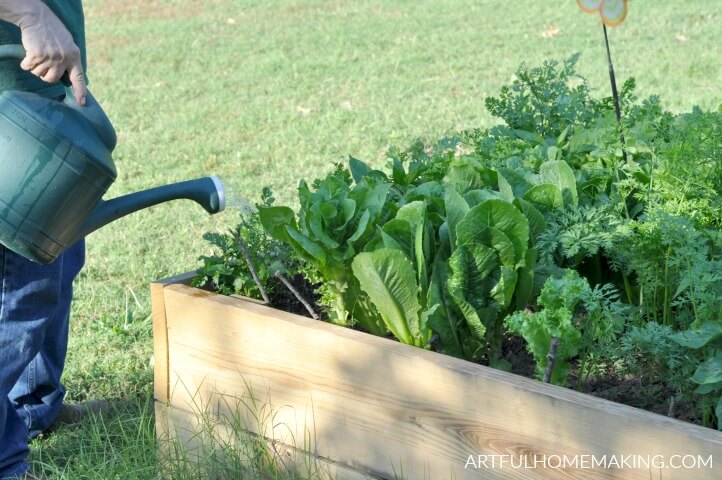 Gardening for a Beginner; All About Containers and Grow Bags — Garden  Valley Farmers Market