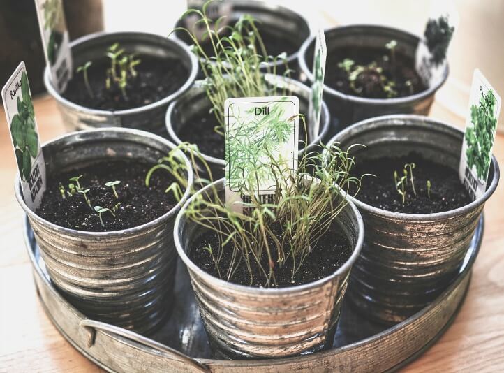 how to grow herbs in containers