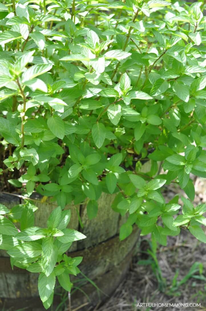 fresh mint leaves growing in a barrel 