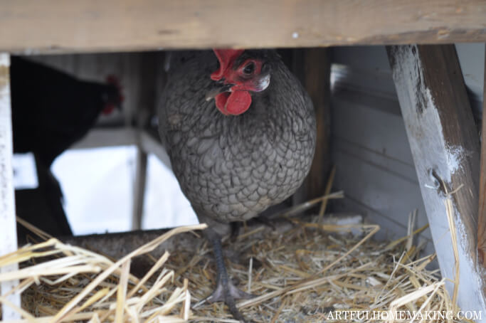 backyard chicken in coop