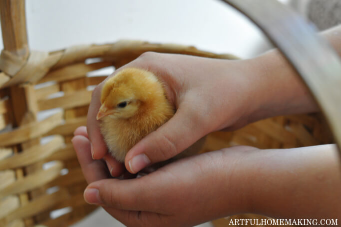 Murray McMurray Hatchery - Wire Egg Baskets