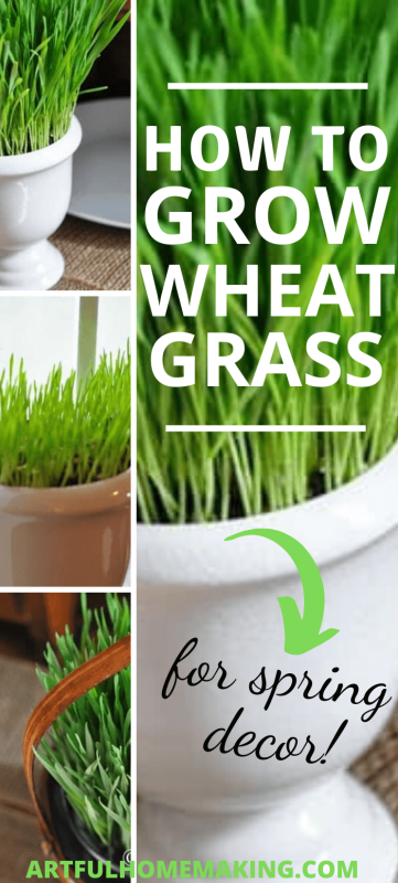 Growing Wheat Grass for Decoration