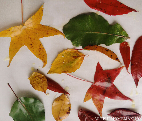 dip leaves in beeswax to preserve