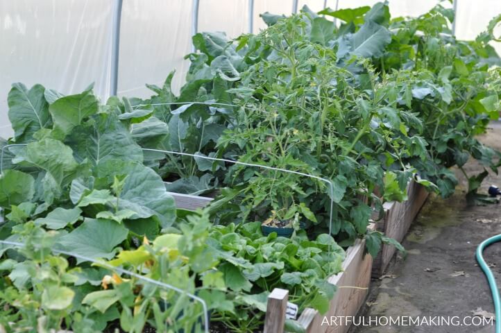 gardening for beginners greenhouse