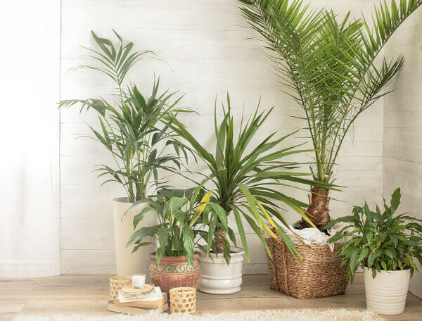 air purifier plants