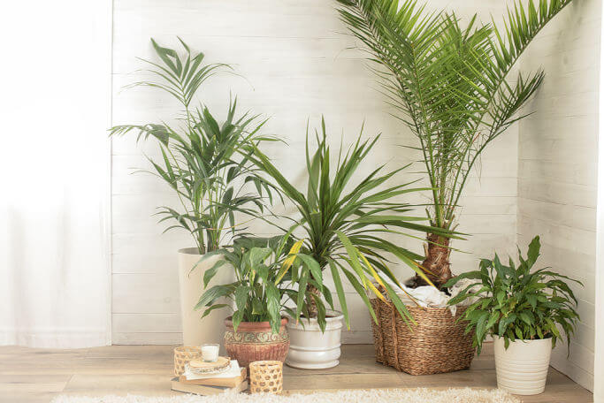 air purifier plants