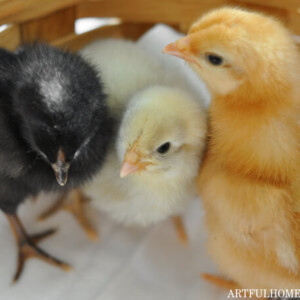 how to get started with backyard chickens