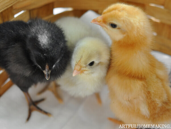 how to get started with backyard chickens