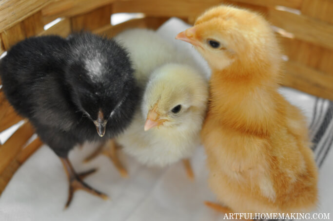 baby chicks