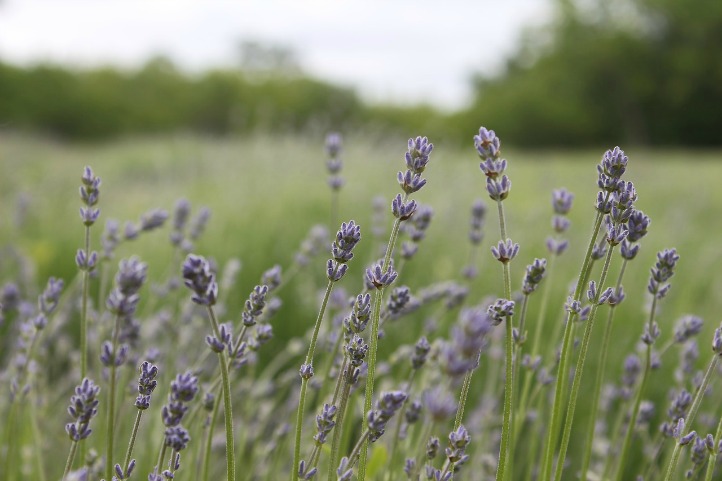 lavender in a field