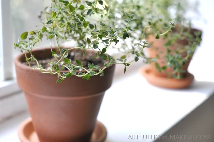 thyme plants on windowsill