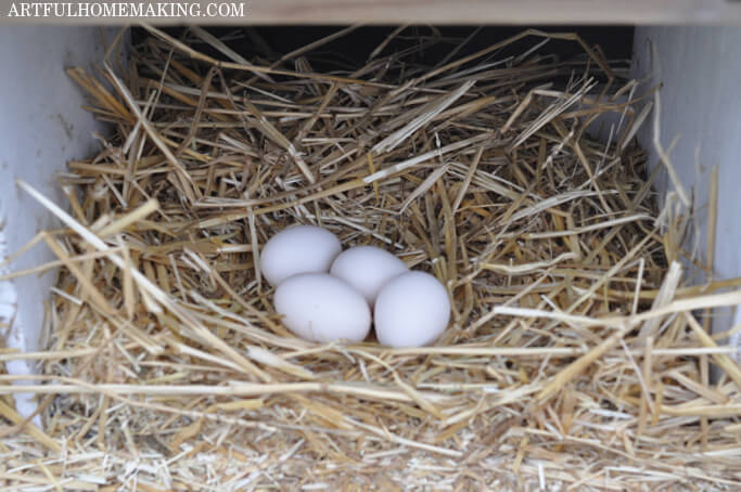 eggs in nesting box
