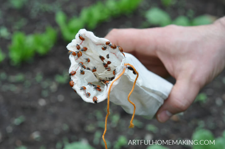 growing tomatoes