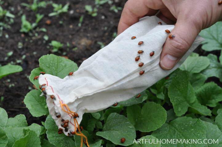 growing tomatoes