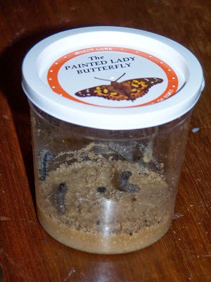 painted lady butterfly chrysalis